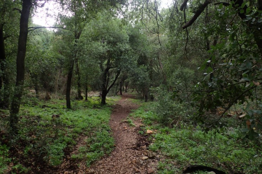 Zobia Forest